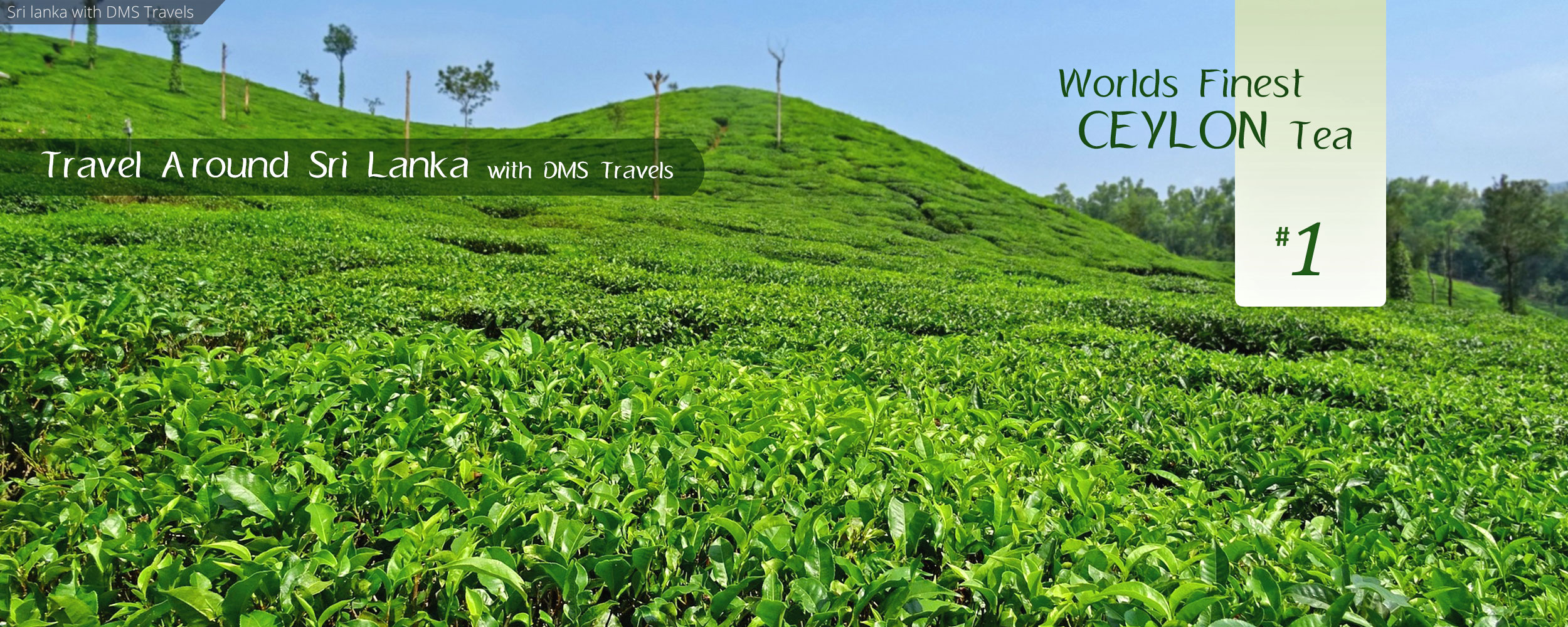 Ceylon Tea Sri Lanka